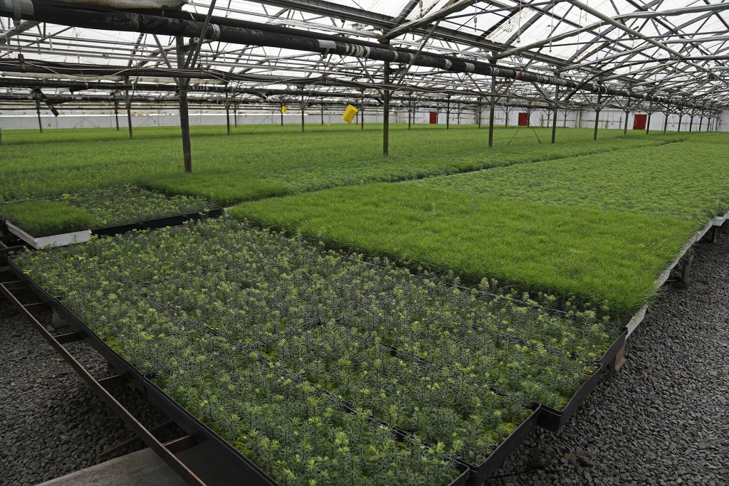 Native Plant Propagation