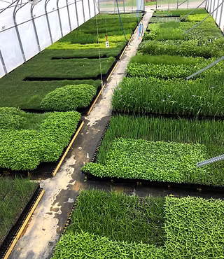 Native Plant Propagation