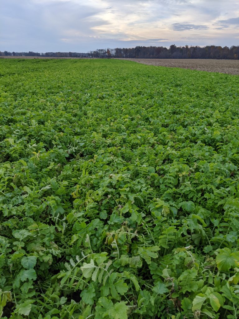 What Are Agricultural Cover Crops?