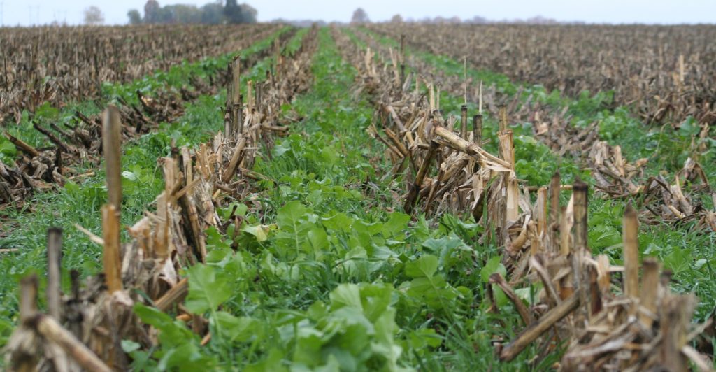 What Are Agricultural Cover Crops